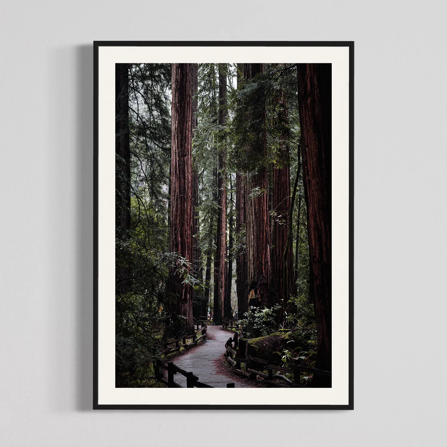 Muir Woods, photography print by Will Van Eaton