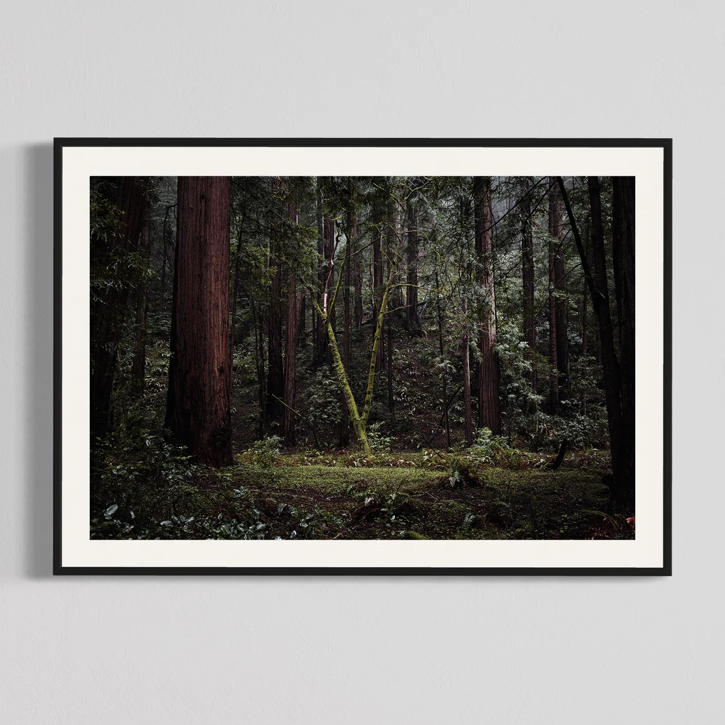 Muir Woods II, photography print by Will Van Eaton