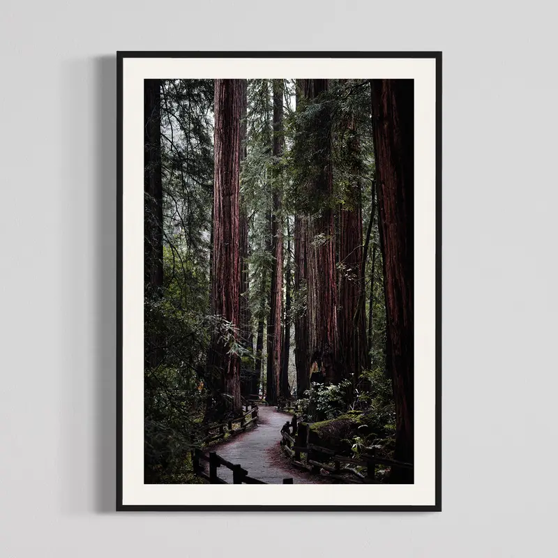 Muir Woods, photography print