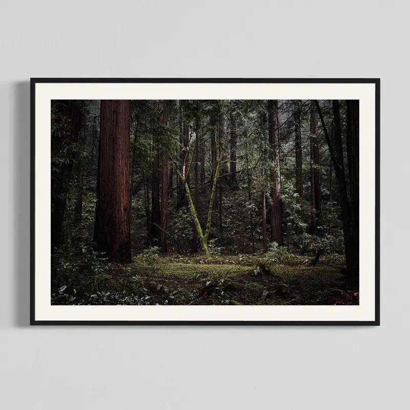 Muir Woods II, photography print
