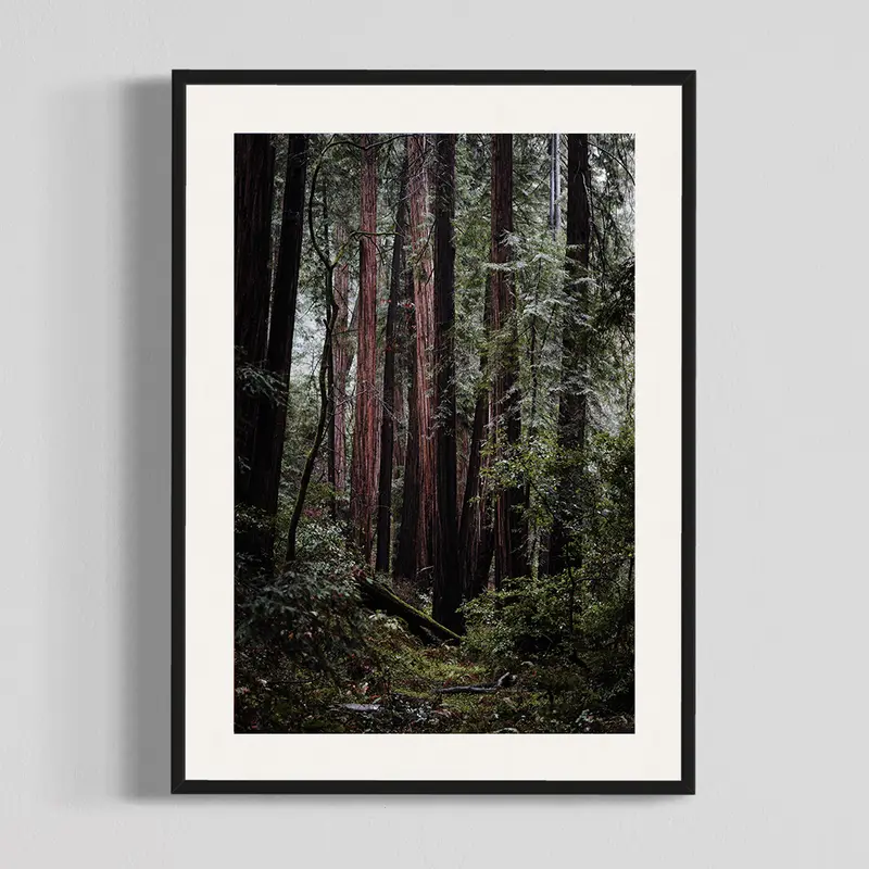 Muir Woods III, photography print